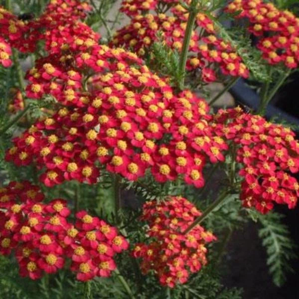 Garden Goods Direct Achillea Paprika Perennials 3 Garden Goods Direct Achillea Paprika Perennials