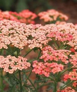 Garden Goods Direct Achillea Apricot Delight 7 Garden Goods Direct Achillea Apricot Delight