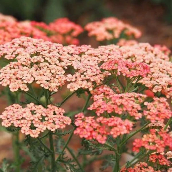 Garden Goods Direct Achillea Apricot Delight 4 Garden Goods Direct Achillea Apricot Delight