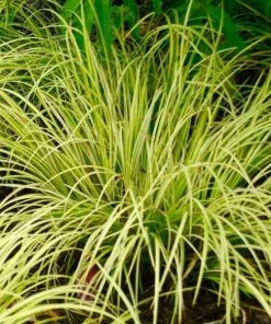 Garden Goods Direct Acorus Ogon 6 Garden Goods Direct Acorus Ogon