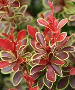 Garden Goods Direct Admiration Barberry