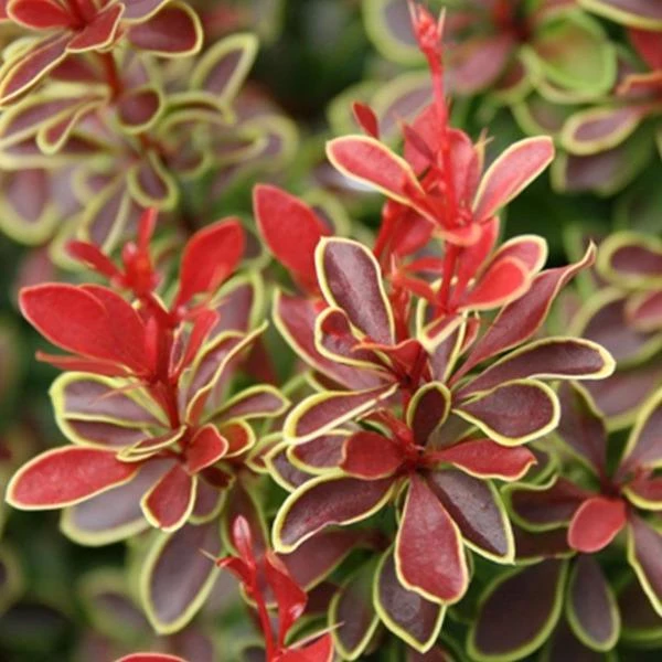 Garden Goods Direct Admiration Barberry 2 Garden Goods Direct Admiration Barberry