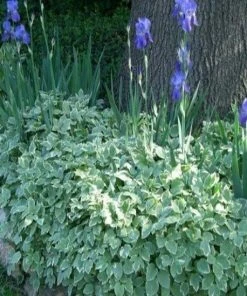 Garden Goods Direct Snow On The Mountain