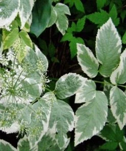 Garden Goods Direct Snow On The Mountain