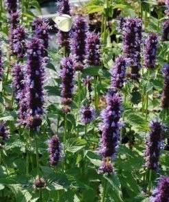 Garden Goods Direct Agastache Black Adder Perennials