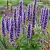 Garden Goods Direct Agastache Black Adder Perennials