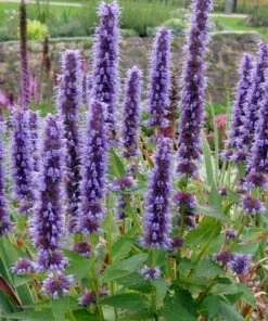 Garden Goods Direct Agastache Black Adder Perennials