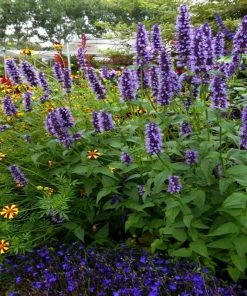 Garden Goods Direct Agastache Black Adder Perennials