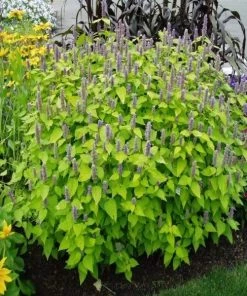 Garden Goods Direct Agastache Golden Jubilee