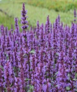 Garden Goods Direct Agastache Purple Haze