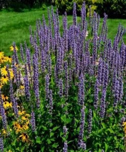 Garden Goods Direct Agastache Purple Haze