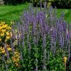 Garden Goods Direct Perennials Agastache Blue Fortune