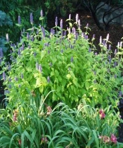 Garden Goods Direct Agastache Golden Jubilee