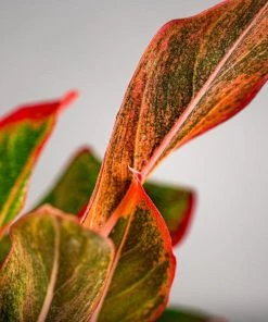 Garden Goods Direct Red Siam Aglaonema House Plants