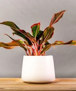 Garden Goods Direct Red Siam Aglaonema House Plants
