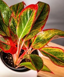 Garden Goods Direct Red Siam Aglaonema House Plants