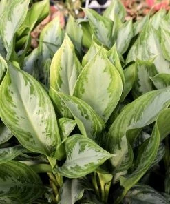 Garden Goods Direct Aglaonema Silver Bay House Plants