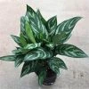 Garden Goods Direct Aglaonema Tigress House Plants