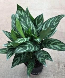 Garden Goods Direct Aglaonema Tigress House Plants