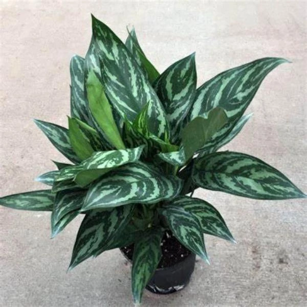 Garden Goods Direct Aglaonema Tigress House Plants 1 Garden Goods Direct Aglaonema Tigress House Plants