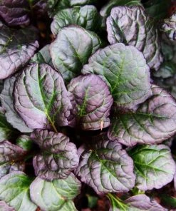 Garden Goods Direct Perennials Ajuga Catlin's Giant