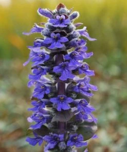 Garden Goods Direct Perennials Ajuga Catlin's Giant