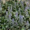 Garden Goods Direct Perennials Ajuga Catlin's Giant