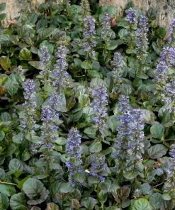 Garden Goods Direct Perennials Ajuga Catlin's Giant