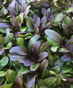 Garden Goods Direct Perennials Ajuga Chocolate Chip