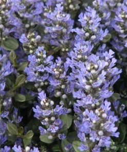 Garden Goods Direct Perennials Ajuga Chocolate Chip