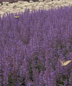 Garden Goods Direct Agastache Purple Haze