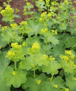 Garden Goods Direct Lady's Mantle Perennials