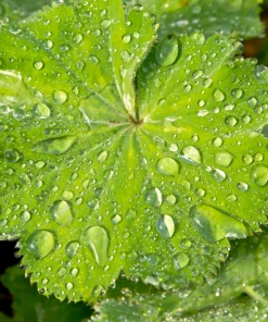 Garden Goods Direct Lady's Mantle Perennials