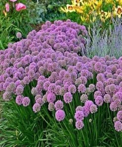 Garden Goods Direct Perennials Allium Millenium 5 Garden Goods Direct Perennials Allium Millenium