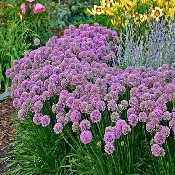 Garden Goods Direct Perennials Allium Millenium 3 Garden Goods Direct Perennials Allium Millenium