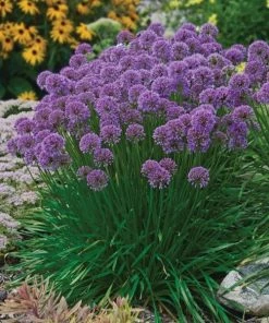 Garden Goods Direct Perennials Allium Millenium
