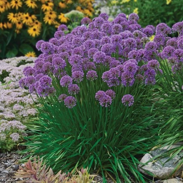 Garden Goods Direct Perennials Allium Millenium 2 Garden Goods Direct Perennials Allium Millenium