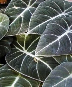 Garden Goods Direct House Plants Alocasia Black Velvet