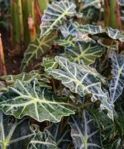 Garden Goods Direct House Plants Alocasia Polly