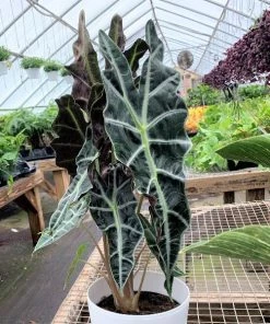 Garden Goods Direct House Plants Alocasia Polly