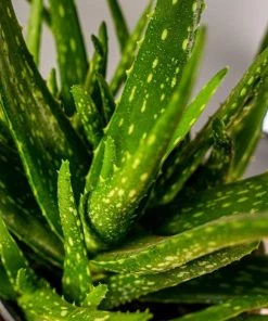 Garden Goods Direct Aloe Vera Plants
