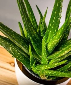 Garden Goods Direct Aloe Vera Plants