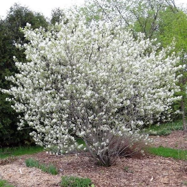 Garden Goods Direct Trees Autumn Brilliance Serviceberry 1 Garden Goods Direct Trees Autumn Brilliance Serviceberry