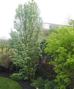 Garden Goods Direct First Editions® Standing Ovation™ Serviceberry Trees
