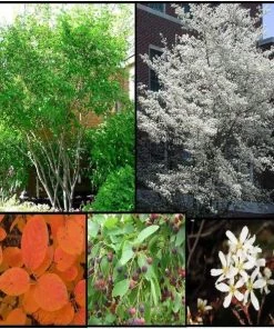 Garden Goods Direct Trees Allegheny Serviceberry