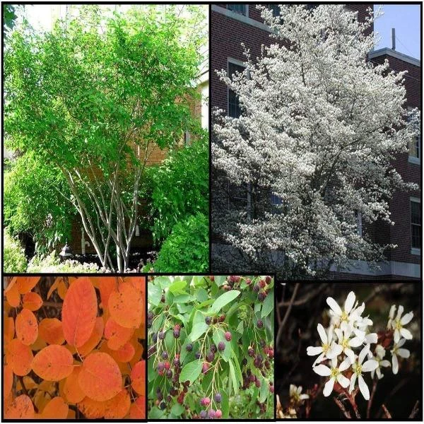 Garden Goods Direct Trees Allegheny Serviceberry 2 Garden Goods Direct Trees Allegheny Serviceberry