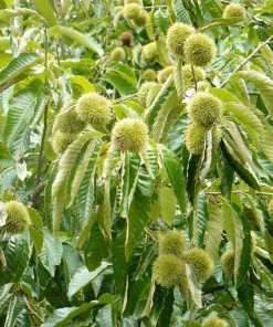 Garden Goods Direct Dunstan Chestnut