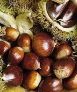 Garden Goods Direct Dunstan Chestnut
