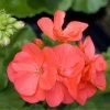 Garden Goods Direct Annuals Salmon Geraniums