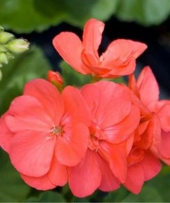 Garden Goods Direct Annuals Salmon Geraniums